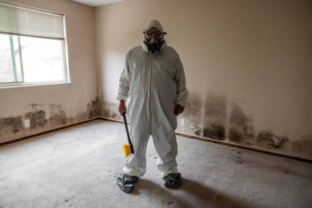 Best Environmental Consulting for Mold Prevention  in Bellevue, OH